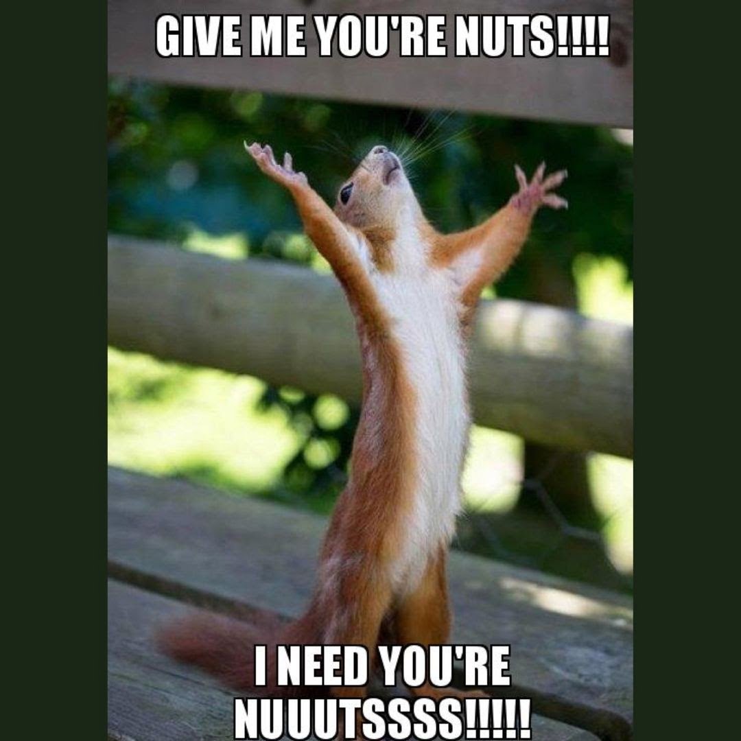 National Nut Day 2021 Meme